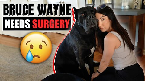 Bruce Wayne Needs Surgery - Cane Corso Surgery