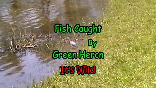 Fish Caught By Green Heron