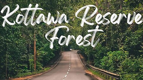 Kottawa Forest Reserve in Sri Lanka | Visit Sri Lanka