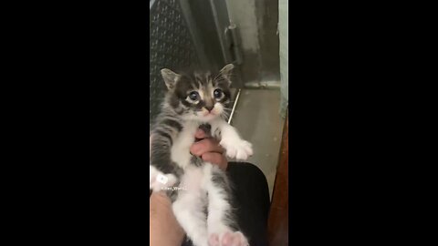 2 Weeks old KITTEN has the cutest MEOWS