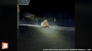 Lion' Low?? — Footage Captures Sea Lion Sneaking Around on Alaskan Road