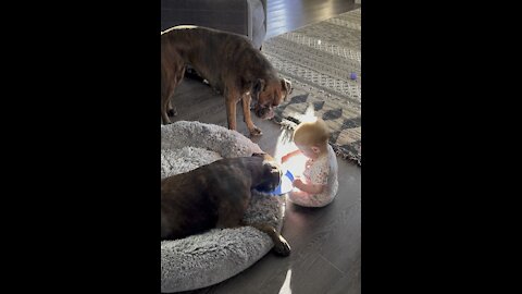 Boxers and Baby Playtime