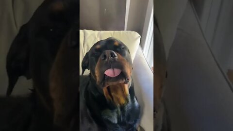 Trigger Word: Grandpa 🤣 Rottweilers Eye's Pop Out Of His Head! #shorts #rottweiler #dogs
