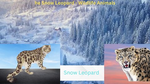 Snow Leopard - Wildlife Animals