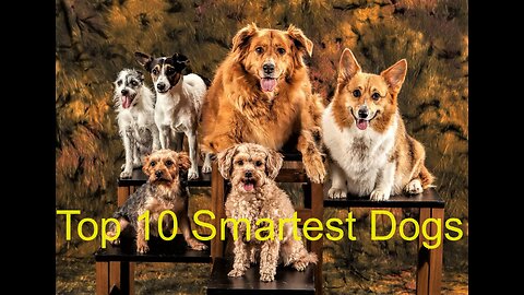 Top 10 Smartest Dogs