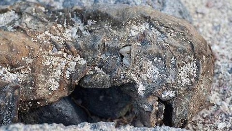 Dead Bigfoot Carcass Found After Flooding, Bow River, Alberta, Canada