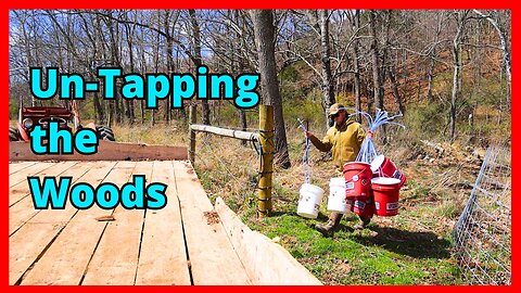 Un-tapping the Maples and Walnuts