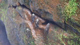 Fearless birds live in extreme conditions