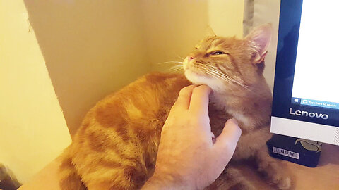 Ginger Cat Appreciation! My ginger favourite kitten