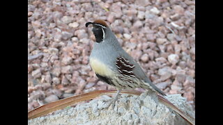 Wildlife Bros Episode 2 Gambel's Quail