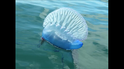 Portuguese Man Of War, Very Dangerous! /Featuring Tom McDonald's Incredible Music