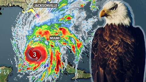 What Happens When a Hurricane Hits a Bald Eagle Nest ?