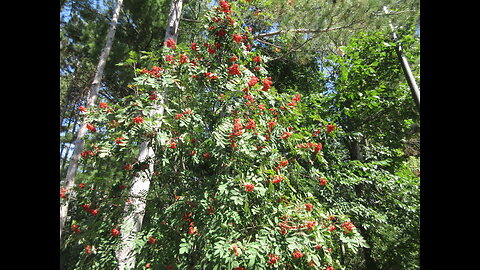 Fruits Are Bright Reddish Orange Northern Mountain Ash Sept 2022