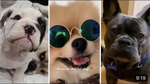 The Best Of Dogs Compilation 😂 Cute Dogs Making Faces! 🐶