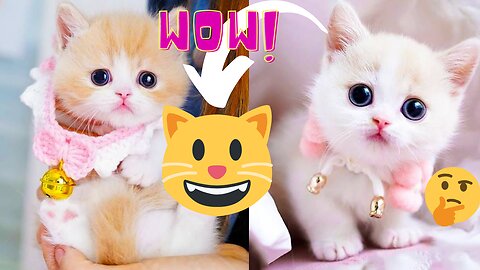New Funny Videos 2023 🥰 and Cutest Cats and Dogs 🐈 & 🐕 Part 〽️