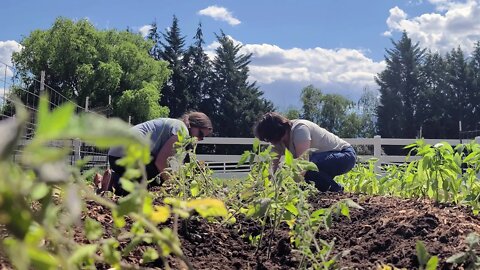 How to Plant and Grow Tomatoes the Best Way