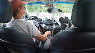 Dog almost breaks window when arriving at dog park