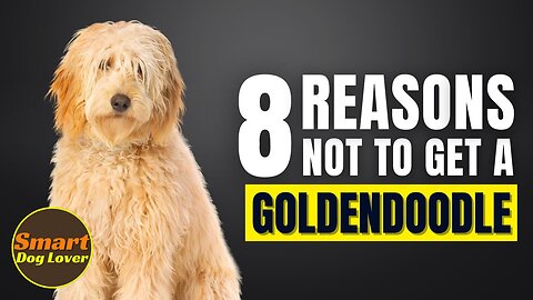 8 Reasons You SHOULD NOT Get a Goldendoodle | Dog Training Tips