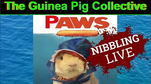 The Guinea Pig Collective Nibbling Live ... Just Wheeking Around