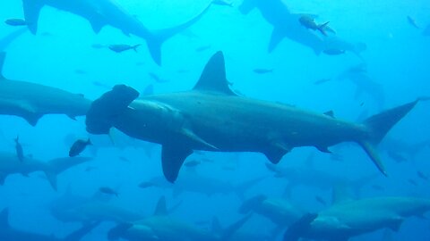 Scuba diver hunkers down as thousands of hammerheads swim past