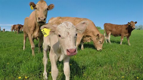 Mother Cow & Newborn Calf Greet Stranger Who Helped Them Reunite