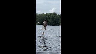 Osprey Swoops Down To Catch A Fish