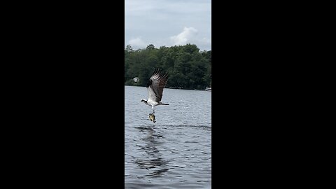 Osprey Swoops Down To Catch A Fish