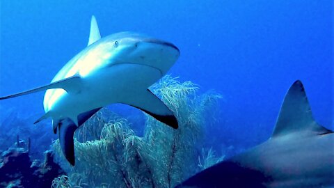 Reef sharks arrive when invasive lion fish are speared for conservation