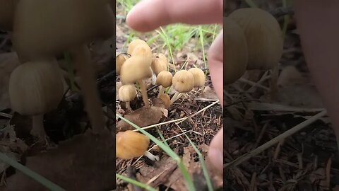 Little Brown Mycena #mushroomhunting #mushrooms