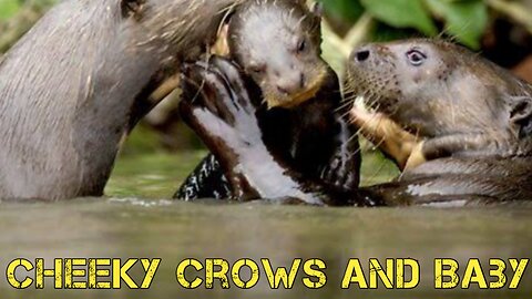Cheeky Crows and Baby Otters: A Mammal Mashup Prank
