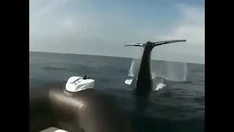 What a thrilling experience!! Whale deep sea in Florida Fishing