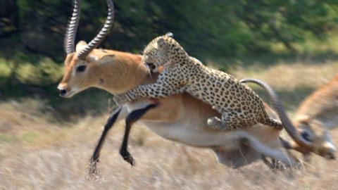 Leopard Attack: Antelope Narrowly Escapes Death