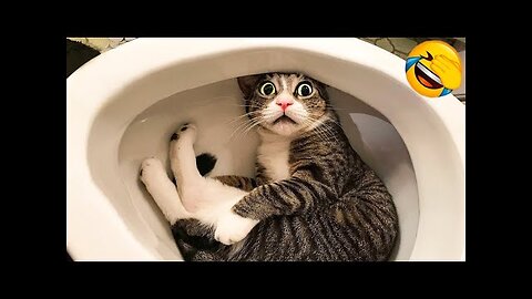 MEOW~ So Funny! Funniest Cats and Dogs 2023 😺🐶