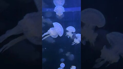 Jellyfish! La Rochelle aquarium #france