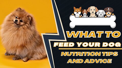 What to Feed Your Dog- Nutrition Tips and Advice