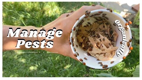 Pests And How We Manage Them + Figs 🥑🍅🥬🥕 Food Forest Pest Control