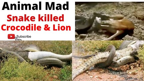 Wild Discovery Animals - Cragiest Animal Fights with Snake & Crocodaile Caught on Camera!2022..