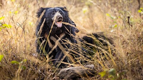 Meet the Sloth Bears of INDIA | TIGER COUNTRY Mini Scene