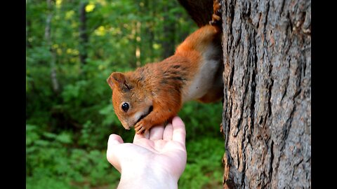 Squirrel as a pet - Useful tips Part 1 - (ep 19)