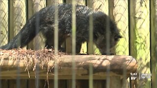 ZooTampa begins vaccinating animals most susceptible to COVID-19