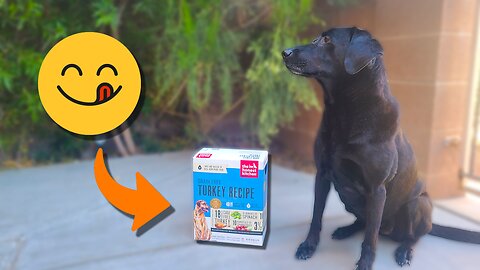 The Honest Kitchen Dog Food Review: Grain-Free Goodness for Your Pup 🐶