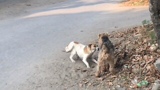 Oscar makes a stray dog friend