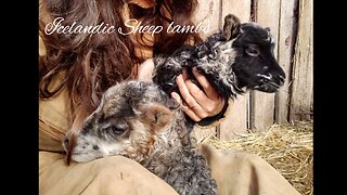 Icelandic Sheep lambs (video short)