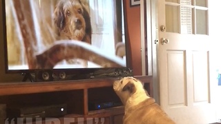 Bulldog watches her all-time favorite film