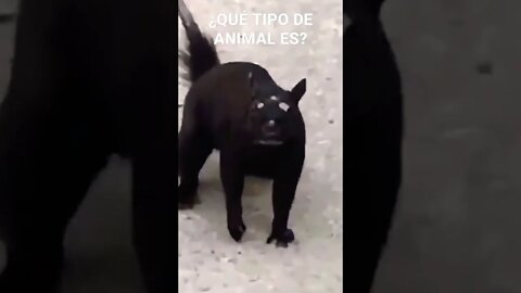 APARECE EXTRAÑO ANIMAL O MUTANTE