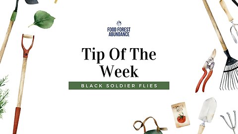 Tip of the week: Black soldier flies