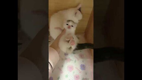 Aww Cute Baby Cat Video Funny