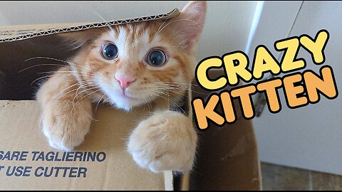 "THE CRAZIEST LITTLE KITTEN YOU WILL EVER SEE"