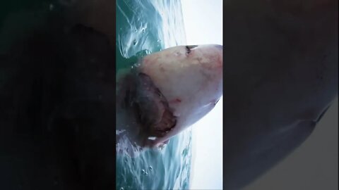 Terrifying Great White Shark