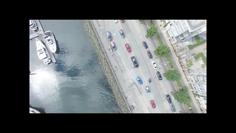 Seattle Seagulls Attack Video Matt